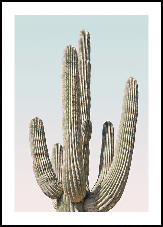 Saguaro Póster