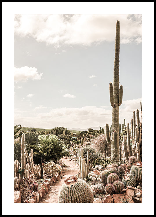 Póster Granja de cactus