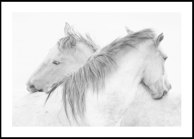 caballos
