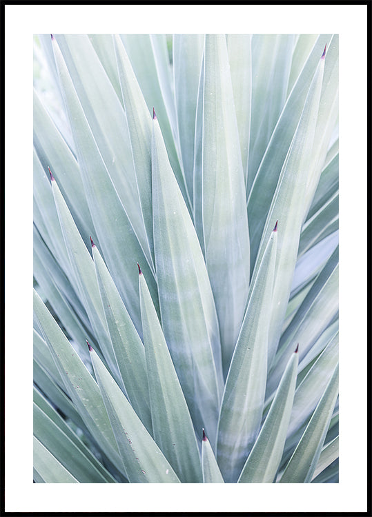 Danza del Agave Azul