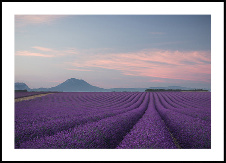 campo de lavanda