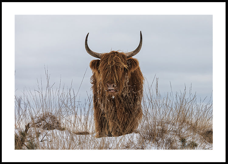 Highlander en la nieve Póster