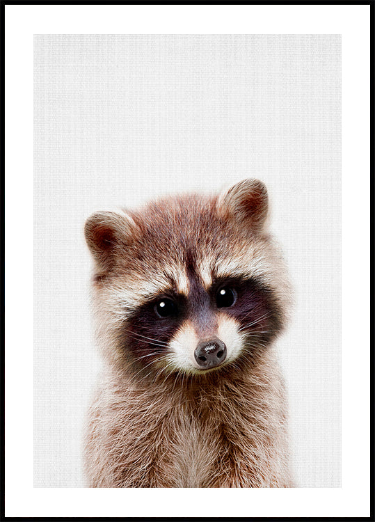 Mapache Peekaboo Póster