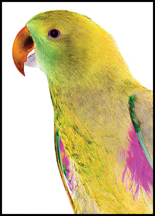 Perfil de loro vibrante