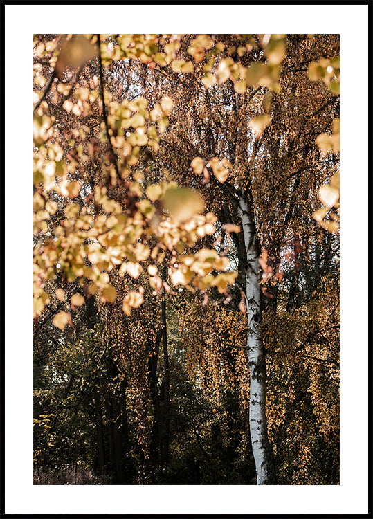 Abedul de otoño