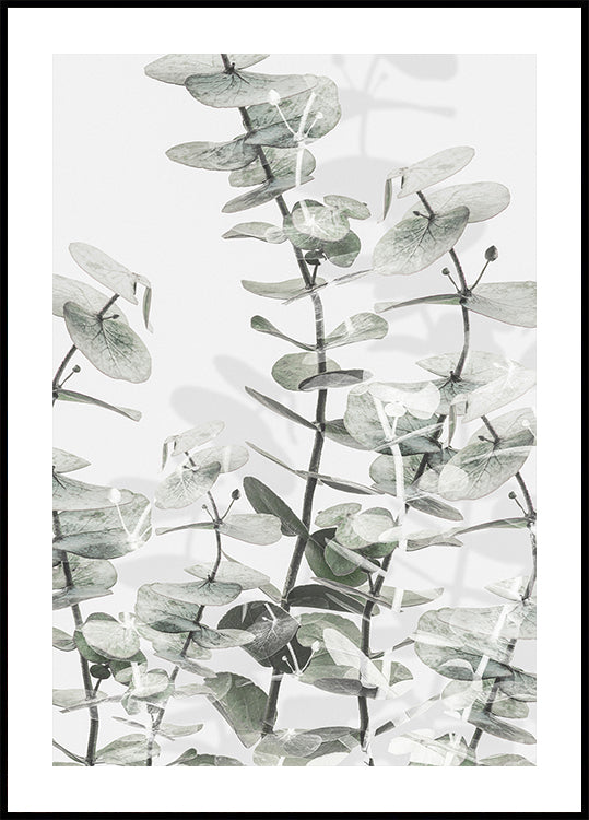 Eucalipto No.3 Póster