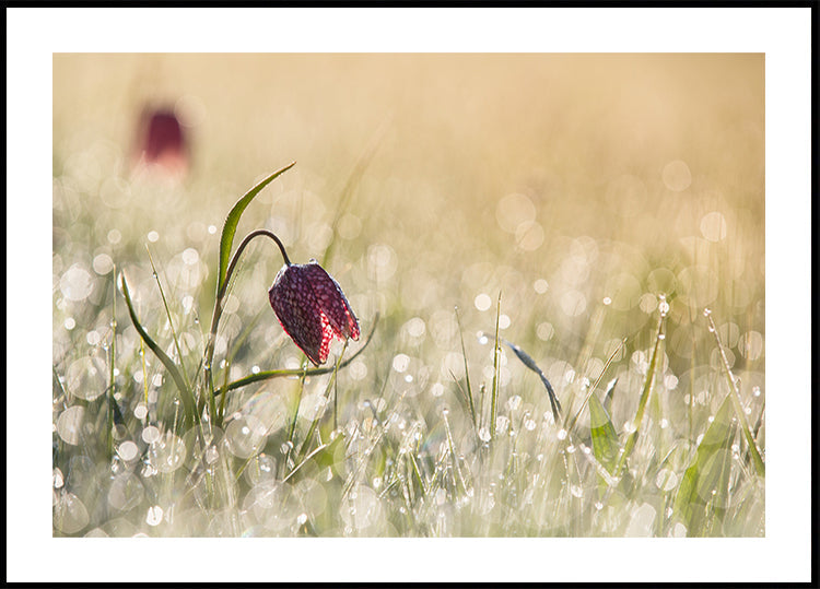 rocío de la mañana