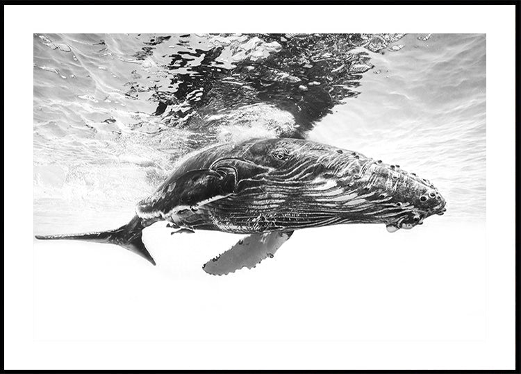 Cría de ballena jorobada