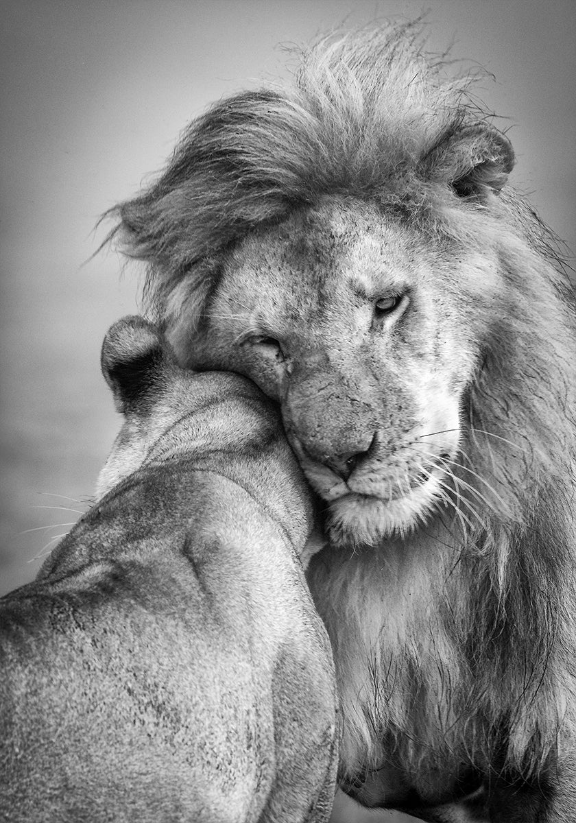 ¡Amor africano! Póster