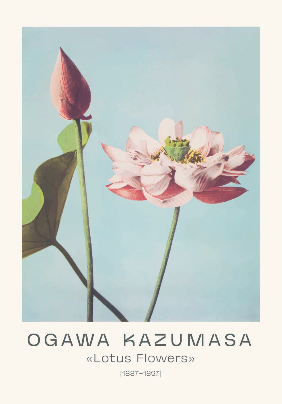 Lotus Flowers Vintage Botanical, Ogawa Kazumasa 1887–1897 Plakat - Posterbox.dk