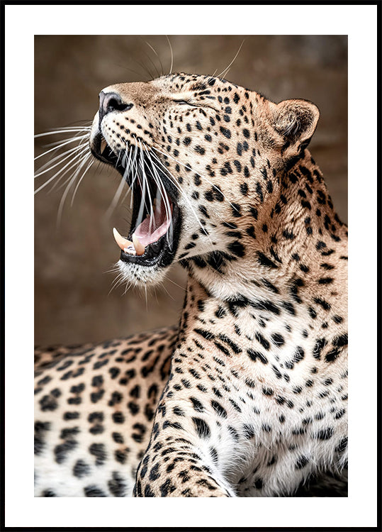 Roaring Leopard in Nature Plakat - Posterbox.dk