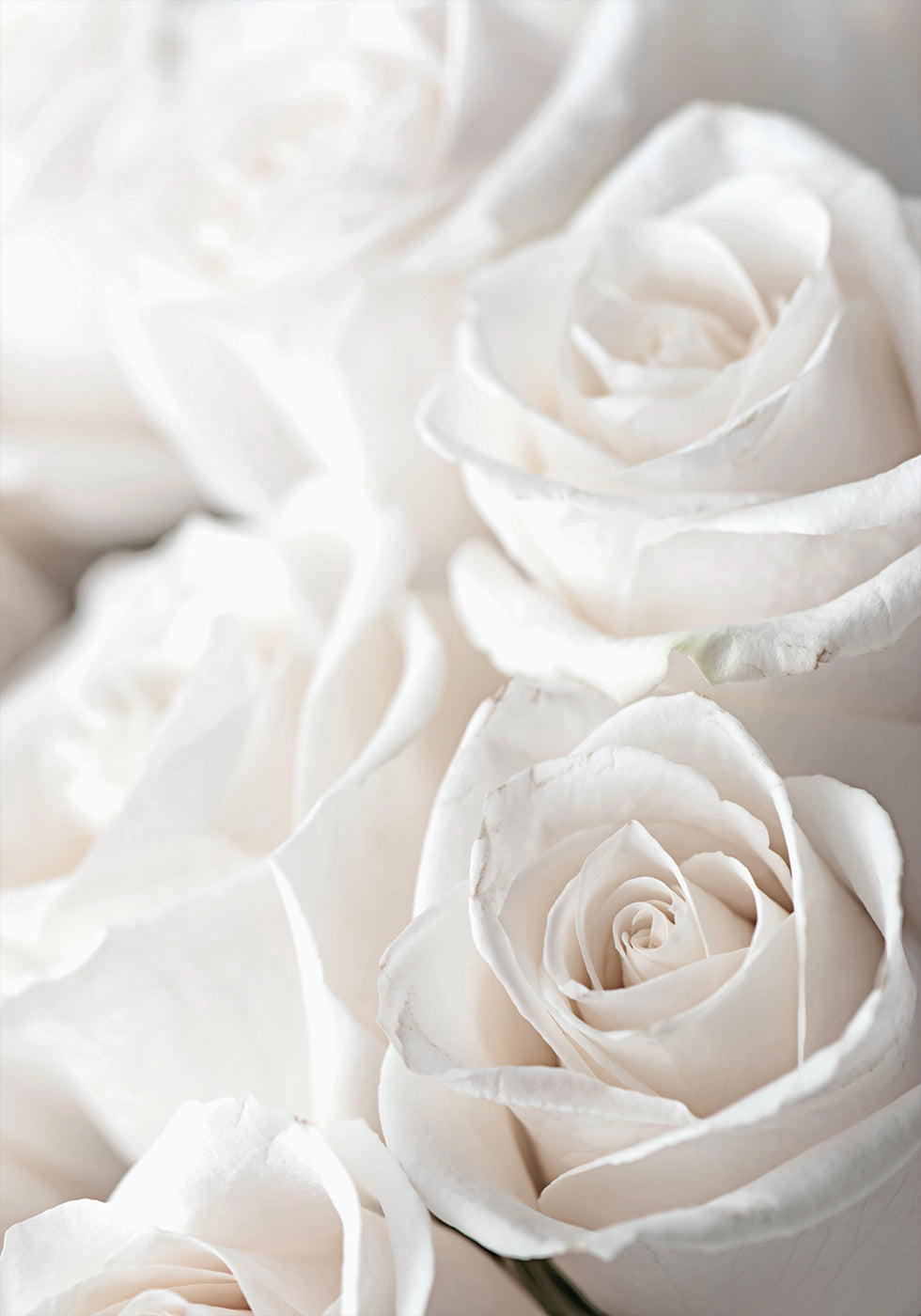 White Blossoming Roses Plakat - Posterbox.dk