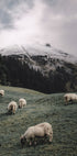 Sheep In The Alps Plakat - Posterbox.dk