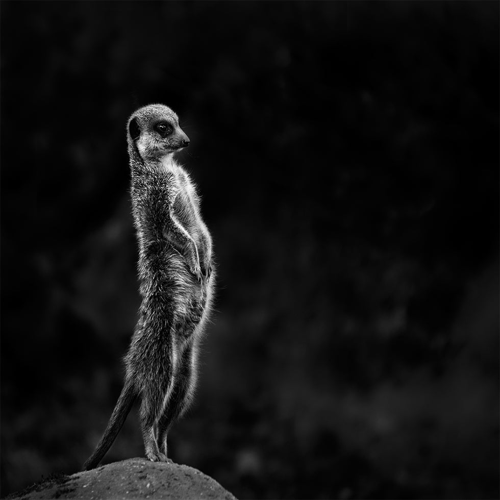 La suricata Póster