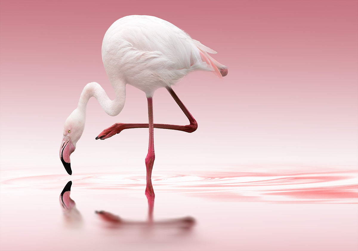 Flamenco