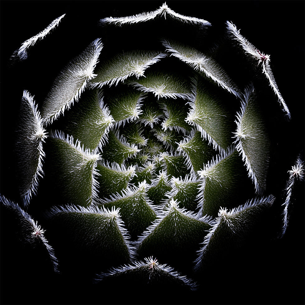 Roseta Sempervivum Póster