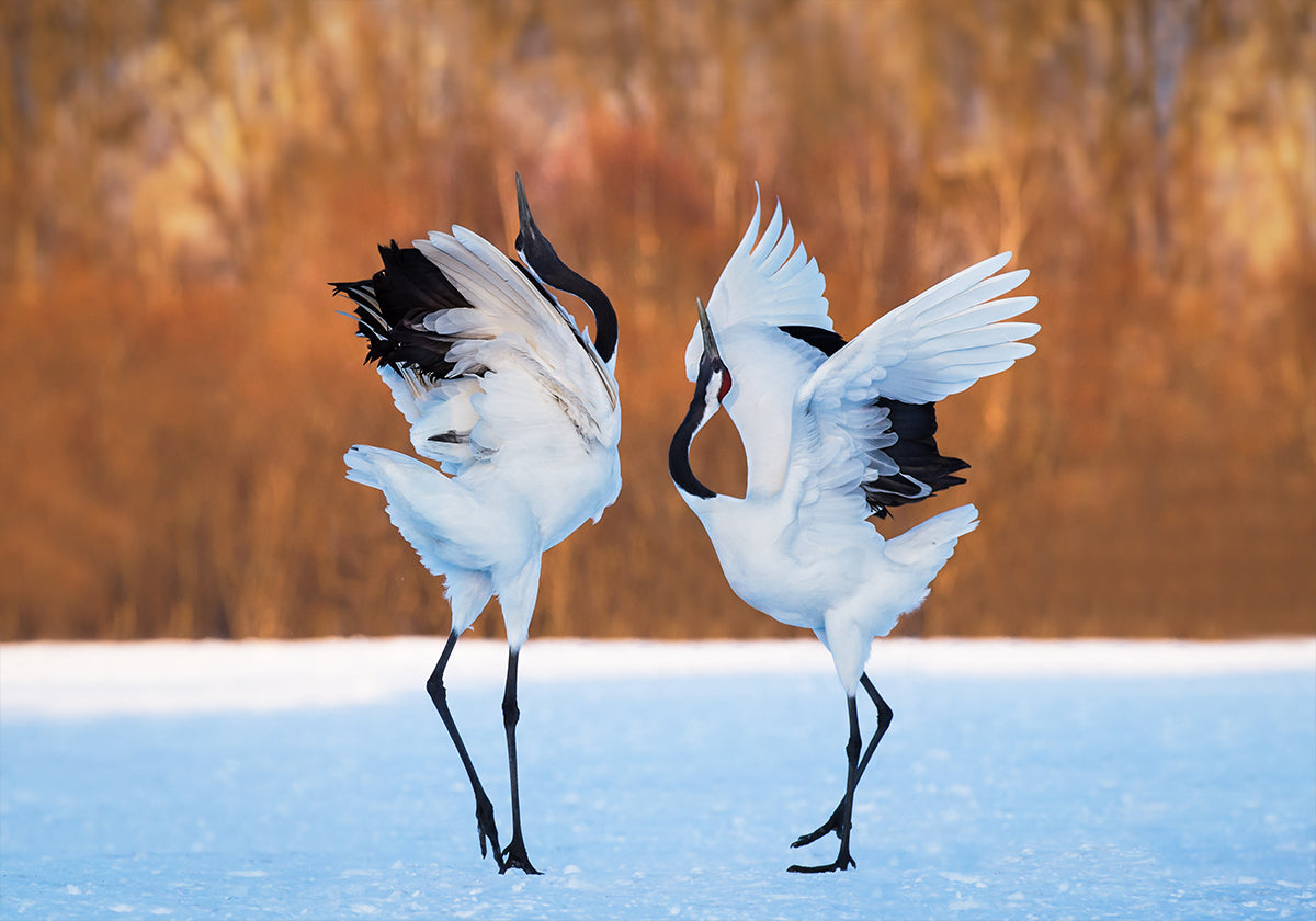 La danza del amor Póster