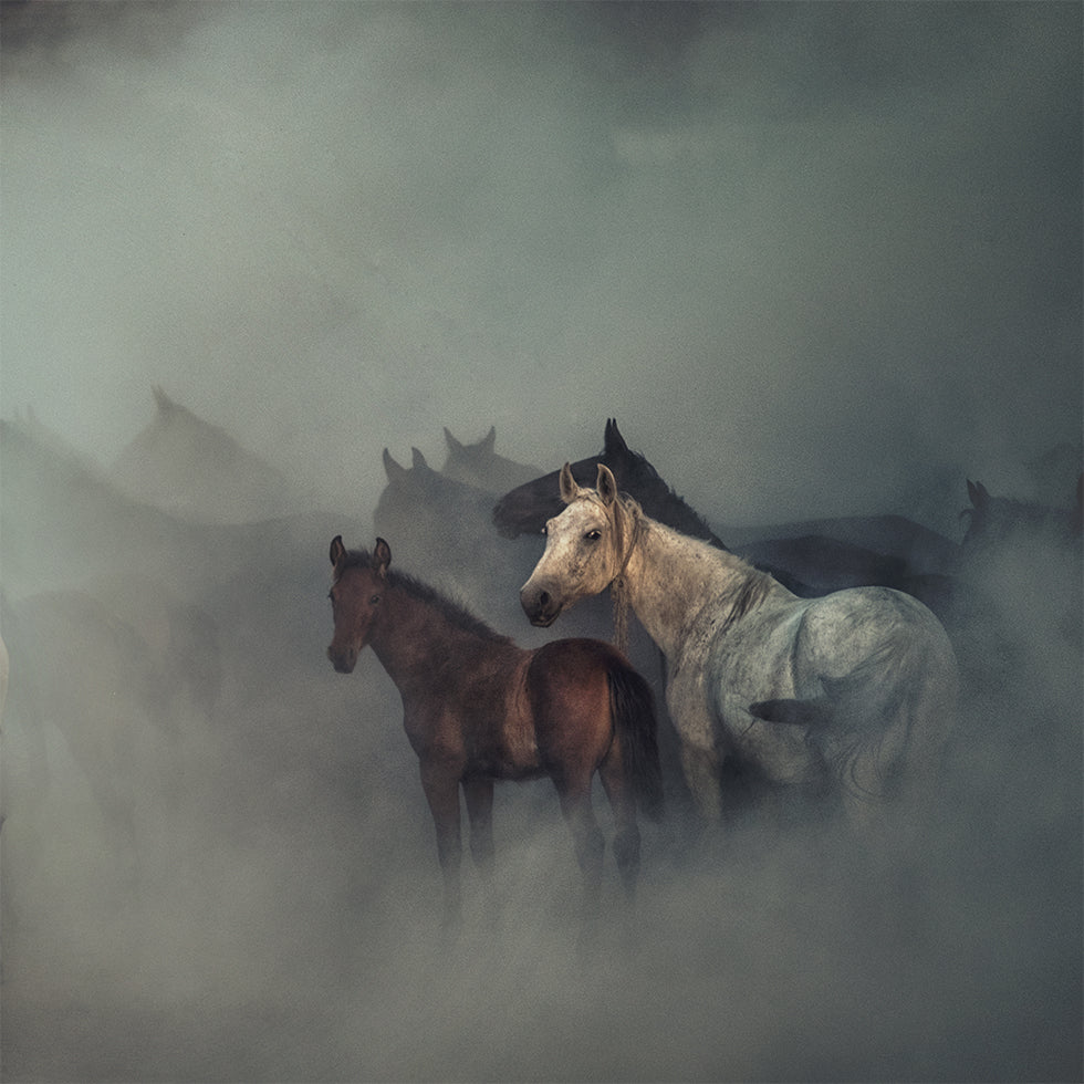 Los caballos perdidos Póster