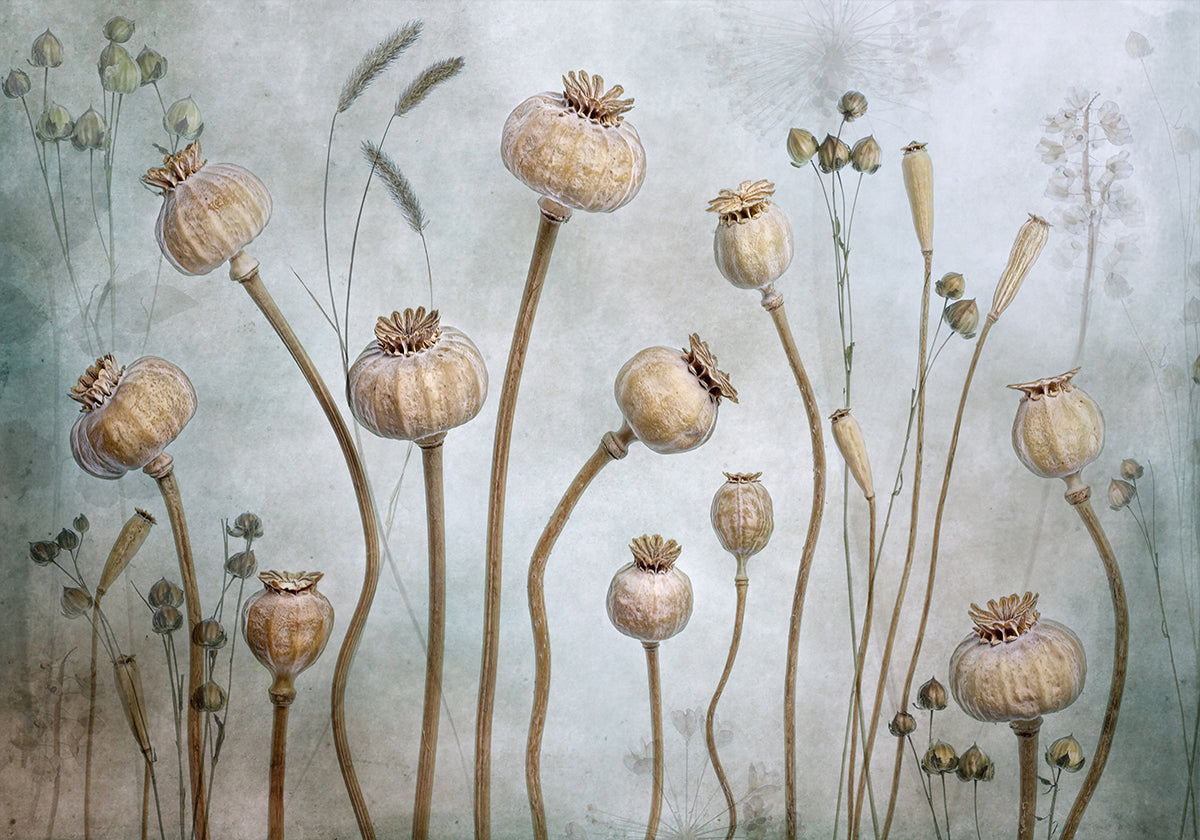 amapolas