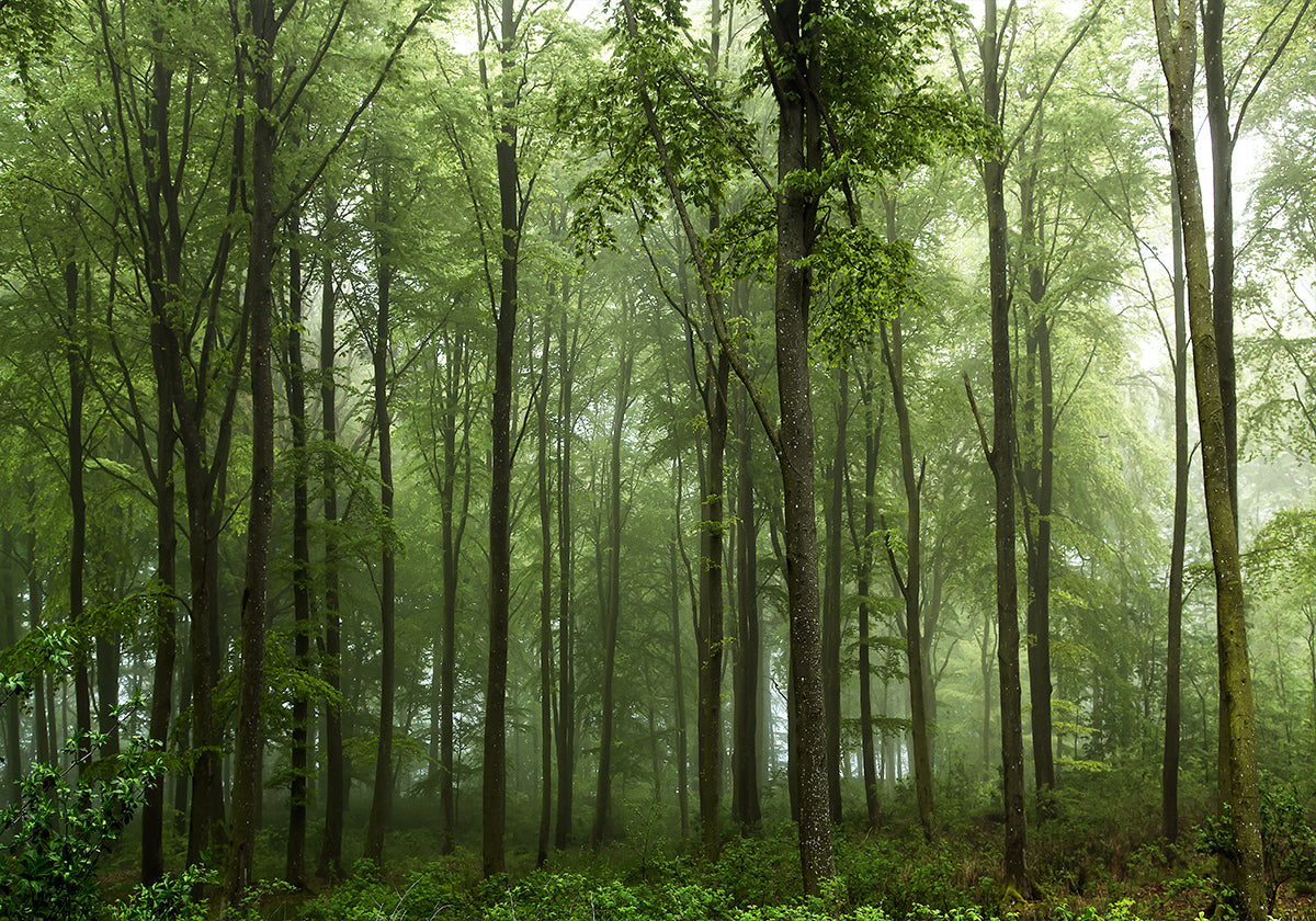 Bosque...