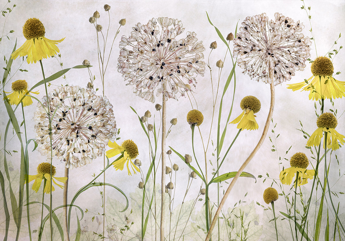 Alliums y Heleniums Póster