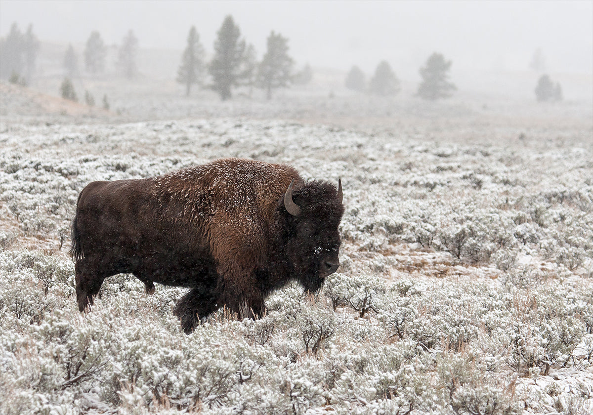 Yellowstone de finales de otoño