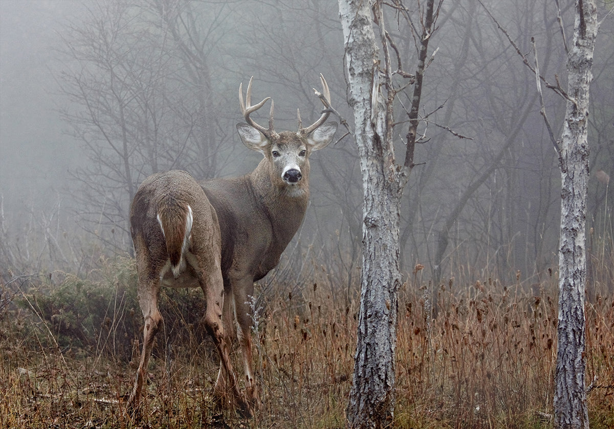 Póster Buck de cola blanca - En la niebla de otoño