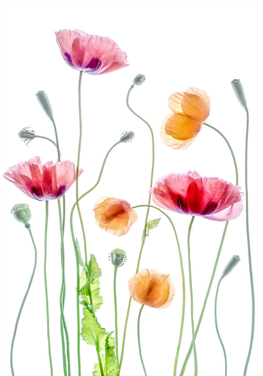 Amapolas Póster
