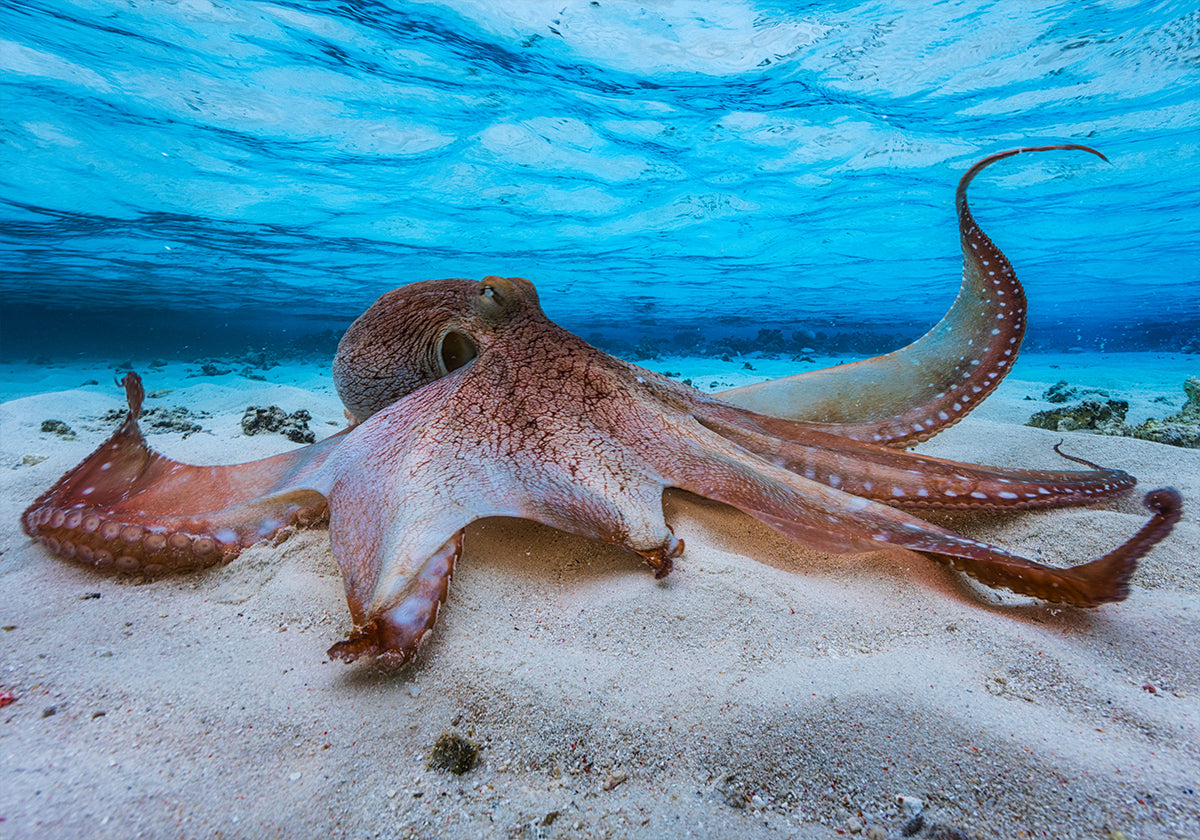 Pulpo
