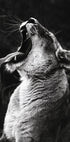 Yawning Lion Plakat - Posterbox.no