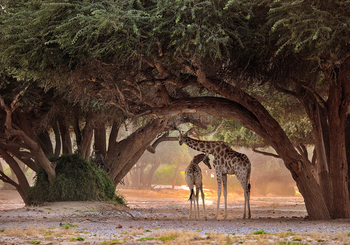 Jirafa - Namibia