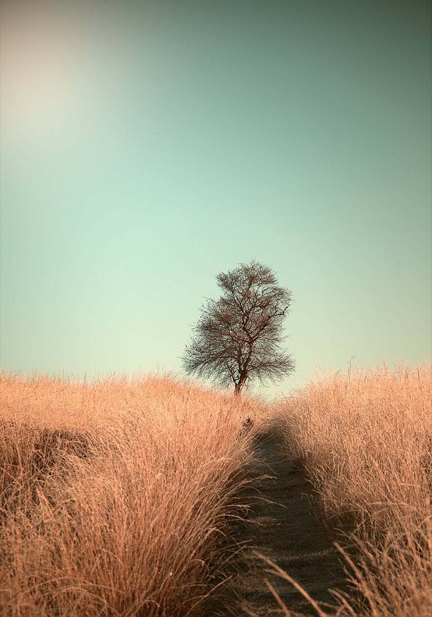 Hierba y camino