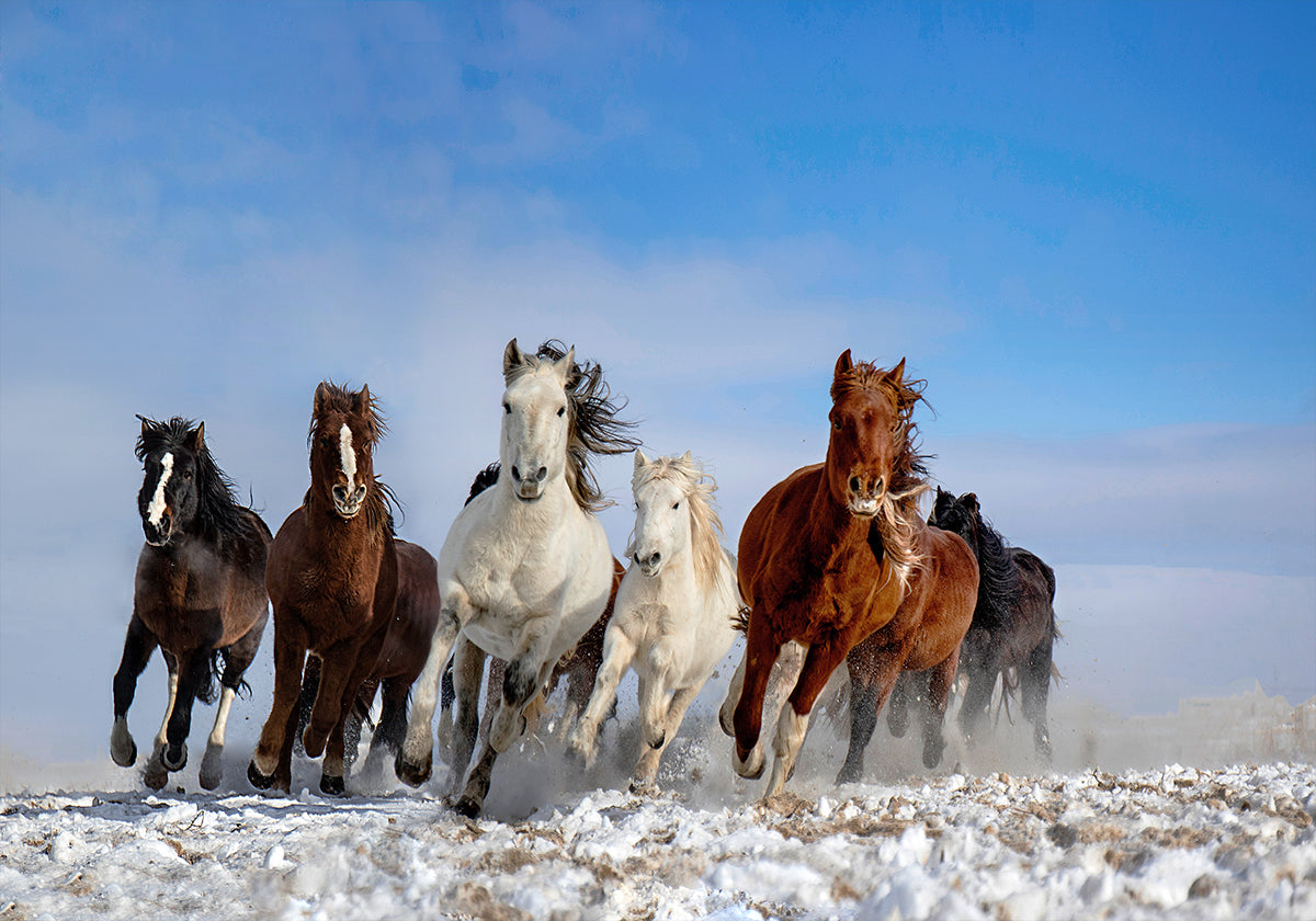Caballos mongoles