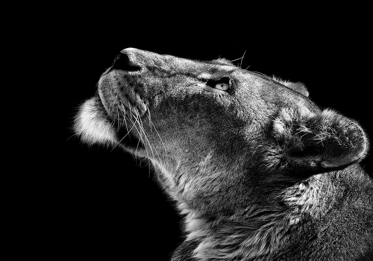 Póster Mirando hacia arriba