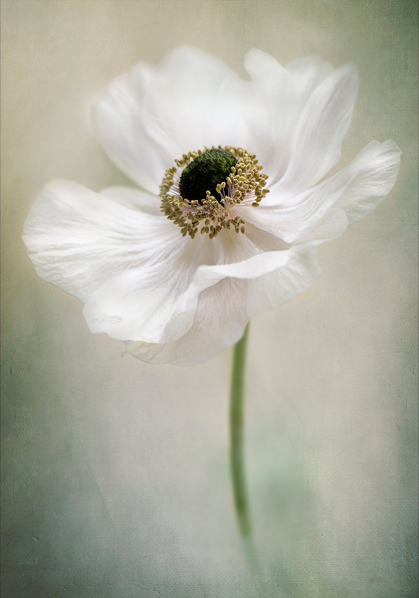 Blanco individual