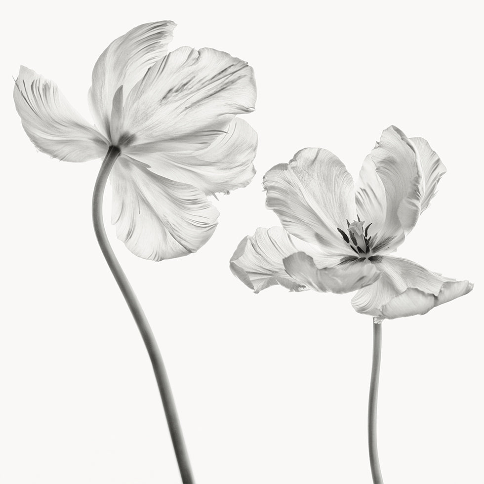 Mismo tulipán Póster