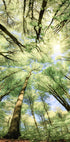 Beech Forest Plakat - Posterbox.no