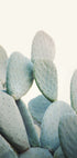 Pastel Cacti (NEW) - Posterbox