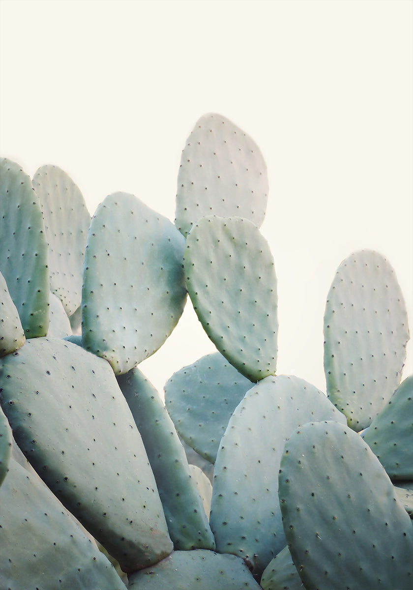 Pastel Cacti (NEW) - Posterbox