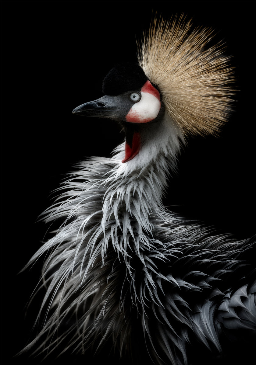 Retrato de la grulla coronada