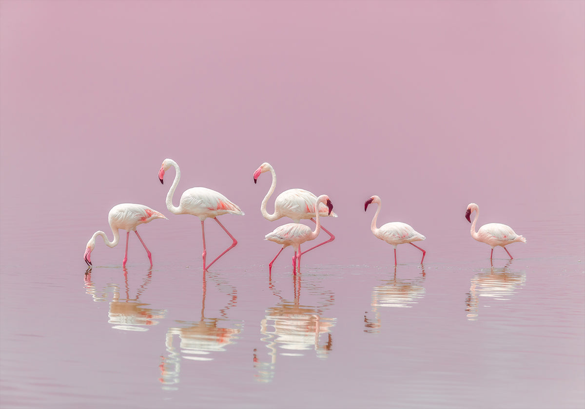 Flamencos Póster
