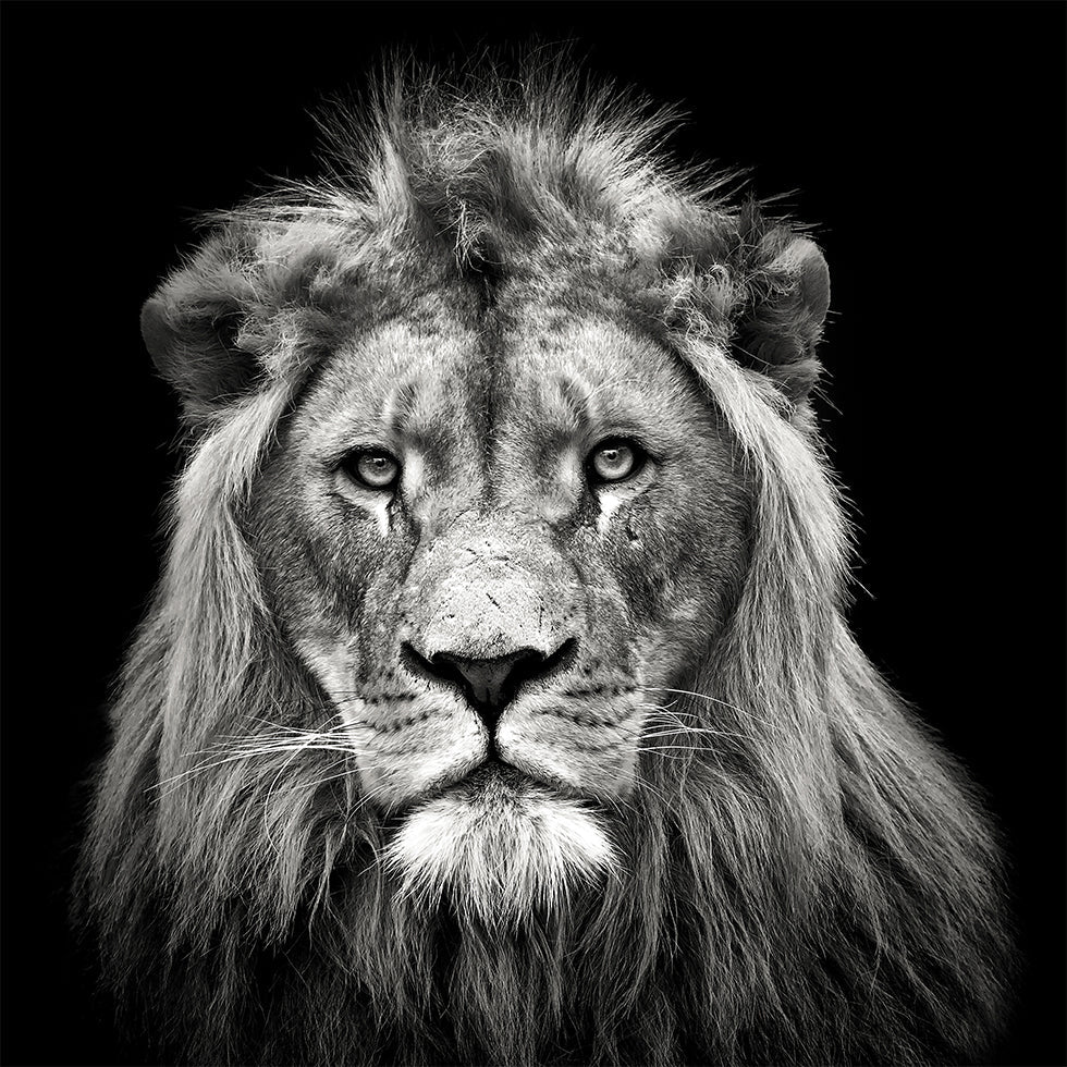León macho joven Póster