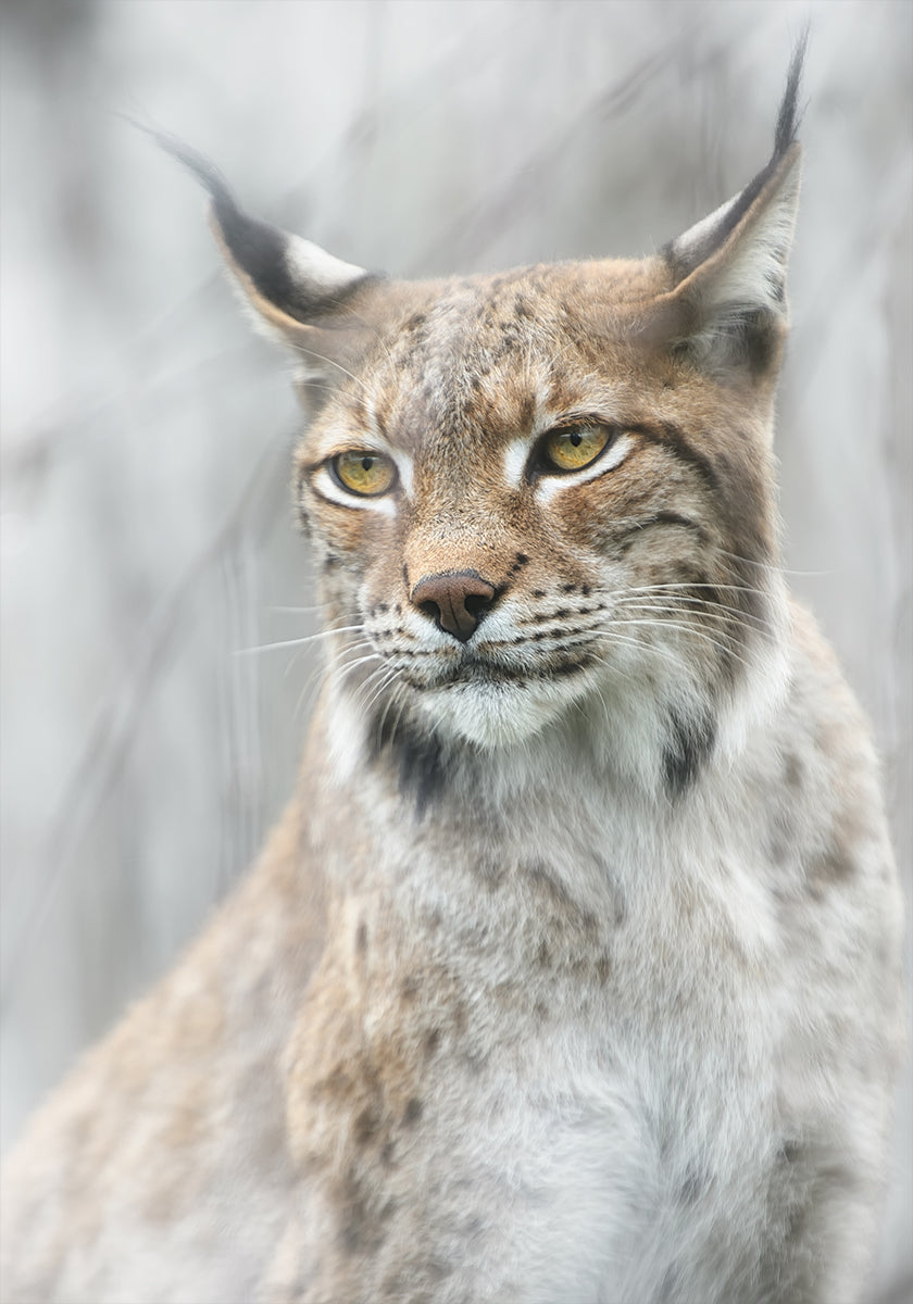 Póster Retrato de lince en la niebla