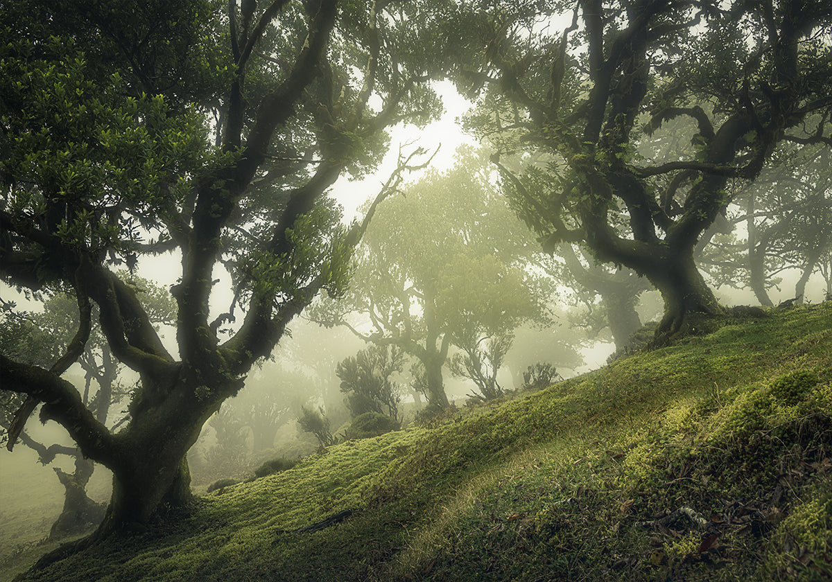 Bosque Encantado Póster