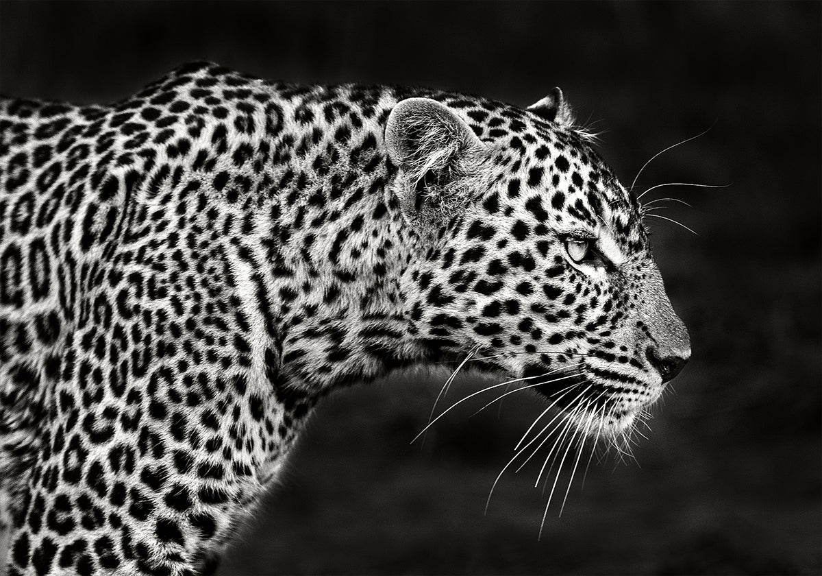 Póster Leopardo de cerca