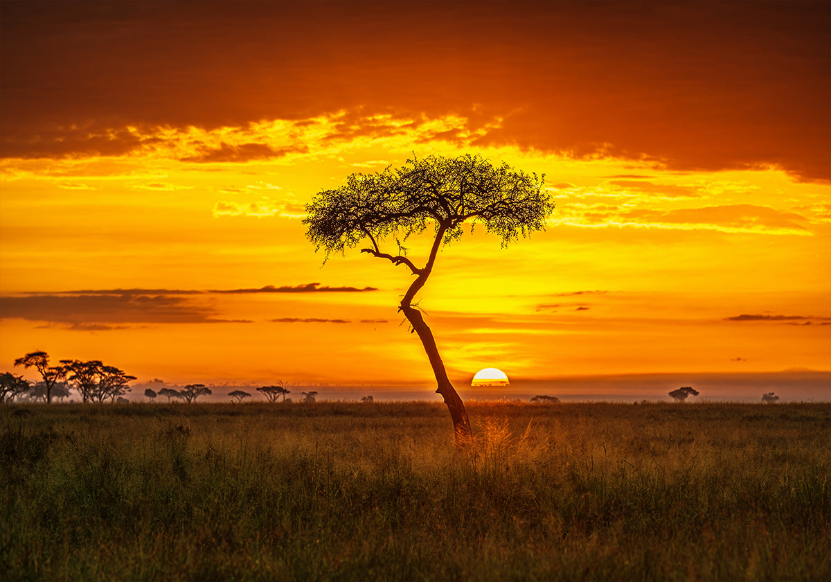 África primordial Póster