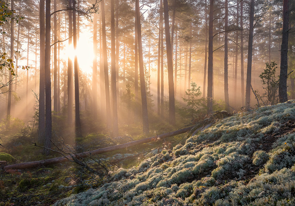 Póster Niebla en el bosque con musgo blanco en primer plano