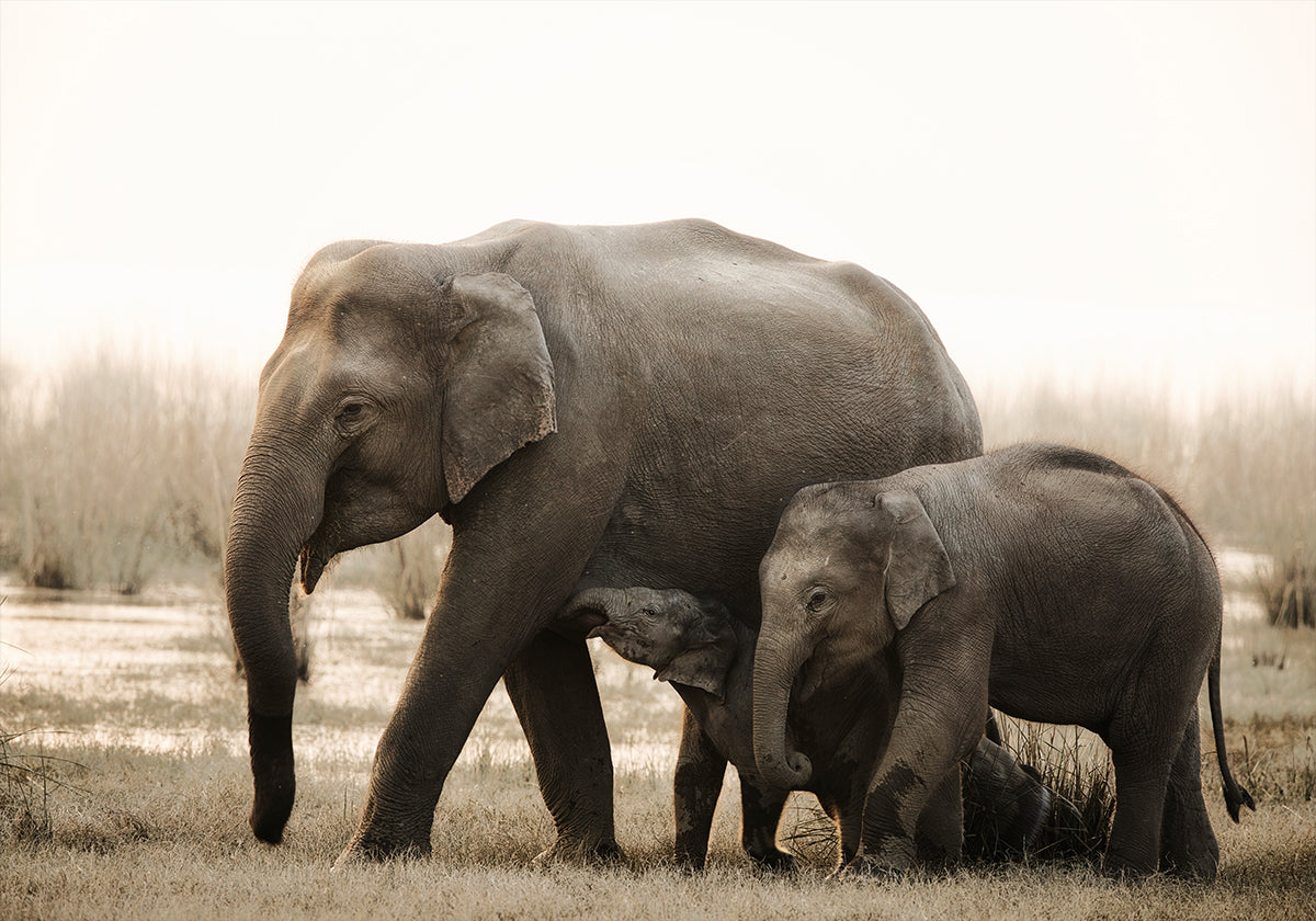 retrato de familia Póster