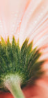 Una vista de cerca de un delicado pétalo de flor rosa, con gotas de agua brillando en su superficie.