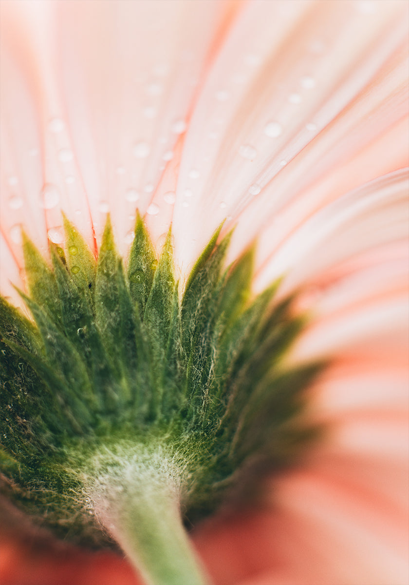 Una vista de cerca de un delicado pétalo de flor rosa, con gotas de agua brillando en su superficie.